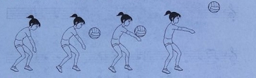 请认真阅读下列材料，并按要求作答。正面下手双手垫球动作方法：正对来球，成准备姿势。垫球前，两臂自然下垂，两手并拢，两拇指平行，两小臂尽量靠近;垫球时，用两脚蹬地，两臂稍内收，利用仲膝含胸、提肩、压腕的全身协调动作迎向来球，将球准确地垫击在前臂的击球部位上。击球瞬间，两臂要保持平稳，身体重心向抬臂的方向移动伴送球击出。